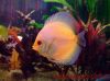 discus white butterfly 2.jpg