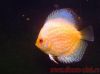 discus white butterfly 3.jpg